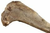 Pleistocene Fossil Deer (Odocoileus) Tibia - Florida #265354-4